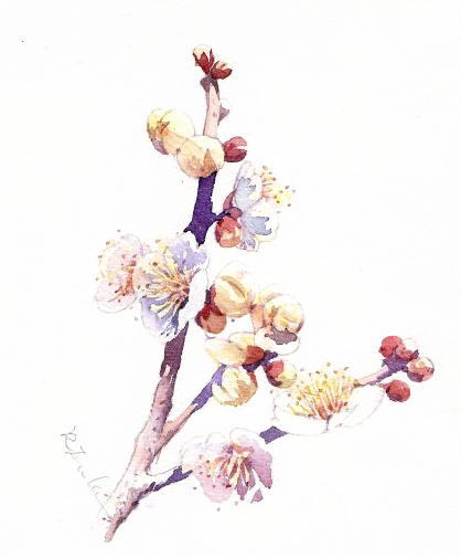 水彩画テラス 四季の花 水彩画 季節を代表する花々の水彩画を展示しています